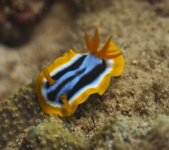 Chromodoris elisabethina