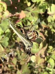 Argiope bruennichi
