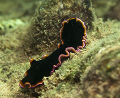 Pseudobiceros gloriosus