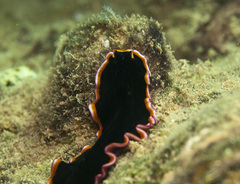 Pseudobiceros gloriosus