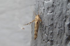 Stathmopoda plumbiflua