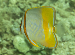 Chelmon marginalis