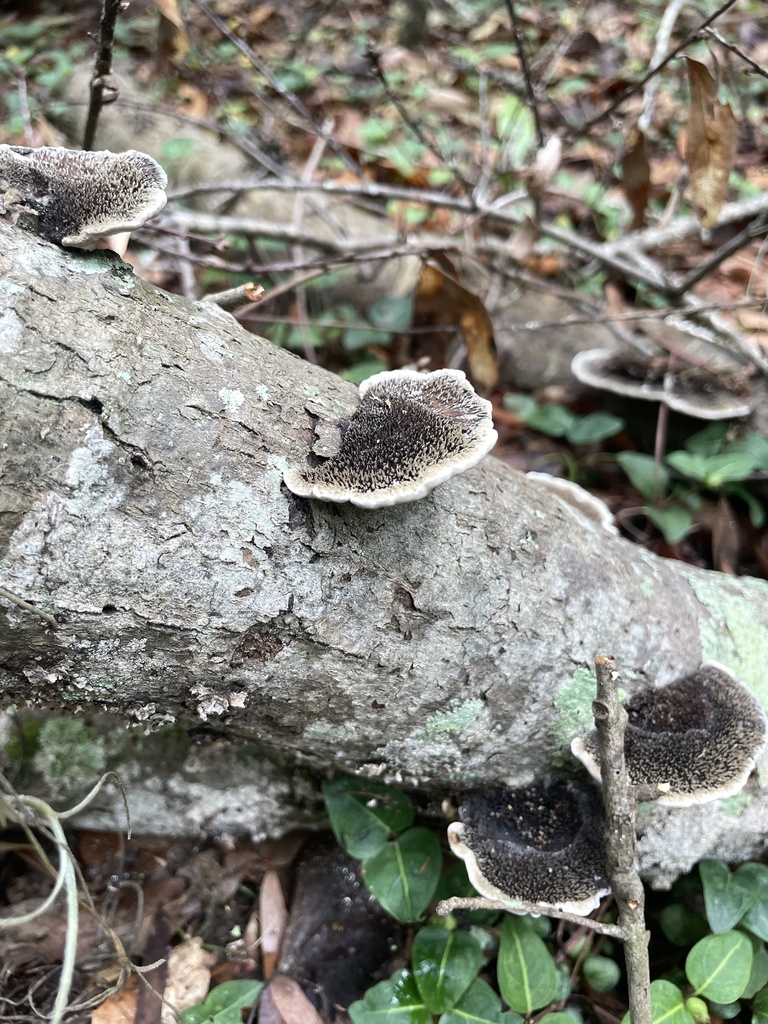 Hairy Hexagonia · May 2026 · photo: Photo: no rights reserved · iNaturalist