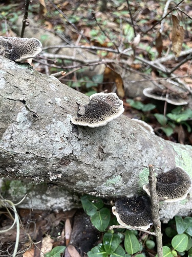 Hairy Hexagonia