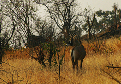 Hippotragus equinus equinus