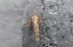 Stathmopoda plumbiflua