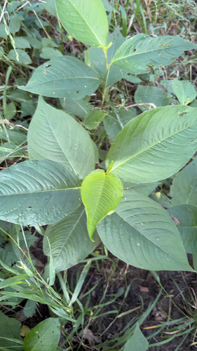 American jumpseed