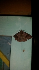 Bastilla solomonensis