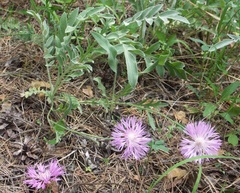 Psephellus sibiricus