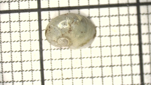 Pyrenean Semi-Slug