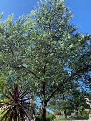 Acacia podalyriifolia