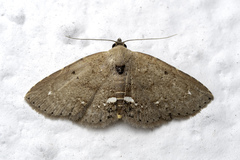 Nechesia albotentata