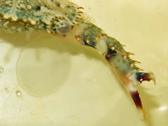 Thalamitinae