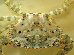 Thalamitinae