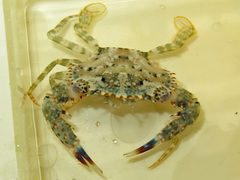 Thalamitinae