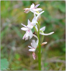 Orchis laeta