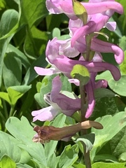 Corydalis cava
