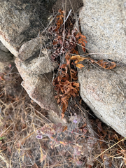 (c) klicklo, some rights reserved (CC BY) Polypodium californicum, photograph (c) klicklo, some rights reserved (CC BY)
