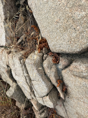 Polypodium californicum, photograph 6
