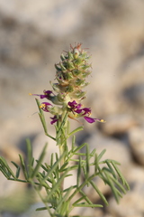 Dalea reverchonii