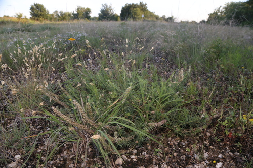 Dalea reverchonii, photograph 2