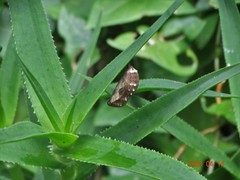 Junonia oenone oenone