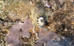 Amblychilepas nigrita