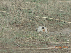 Spermophilus erythrogenys