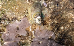 Amblychilepas nigrita