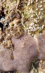 Botryllus