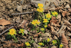 Chrysosplenium pilosum