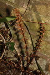 Orobanche hederae