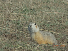 Spermophilus erythrogenys