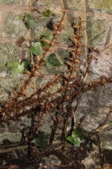 Orobanche hederae