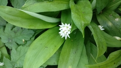 Allium ursinum