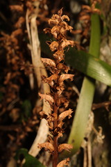 Orobanche hederae