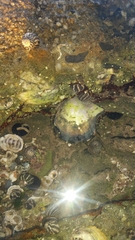 Pteriidae