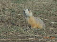 Spermophilus erythrogenys