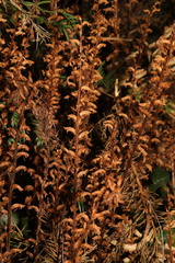 Orobanche hederae