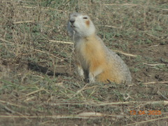 Spermophilus erythrogenys