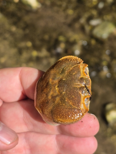 Iberian Freshwater Crab