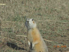 Spermophilus erythrogenys