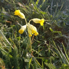 Primula veris