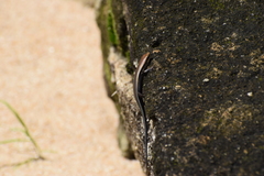 Eutropis madaraszi