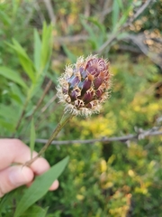 Cheirolophus sempervirens