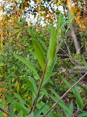 Cheirolophus sempervirens