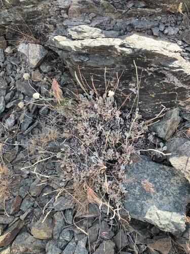 cushion buckwheat