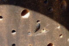 Monosapyga clavicornis