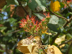 Combretum paniculatum