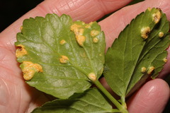 Puccinia smyrnii